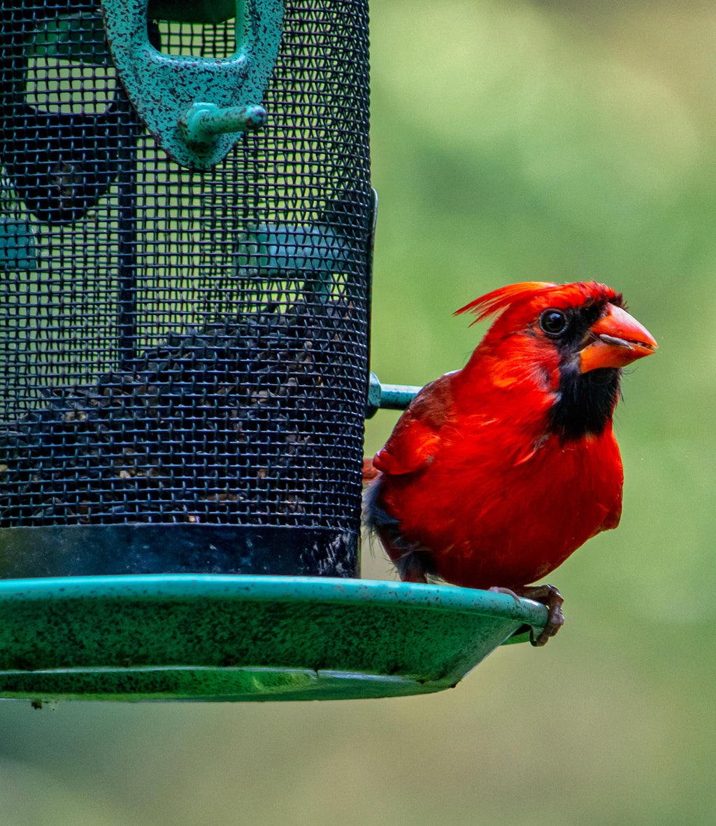 Bird Seed, 20 lb L776635